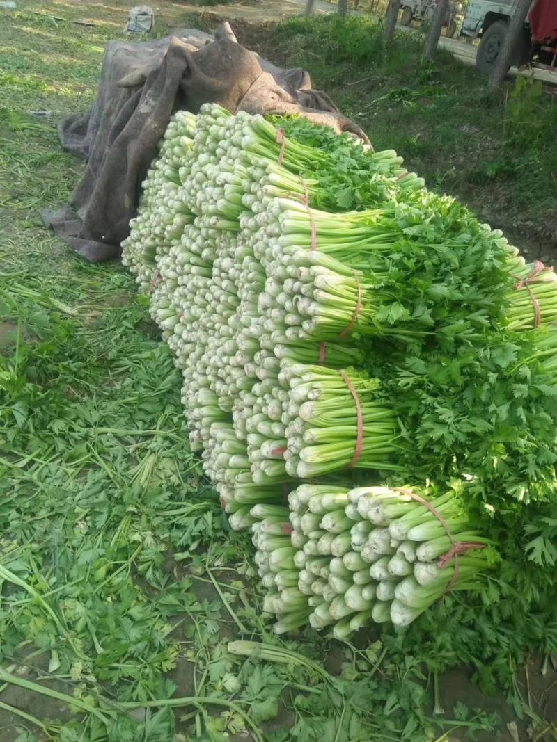 惠民菠菜大量上市