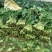 惠民菠菜大量上市