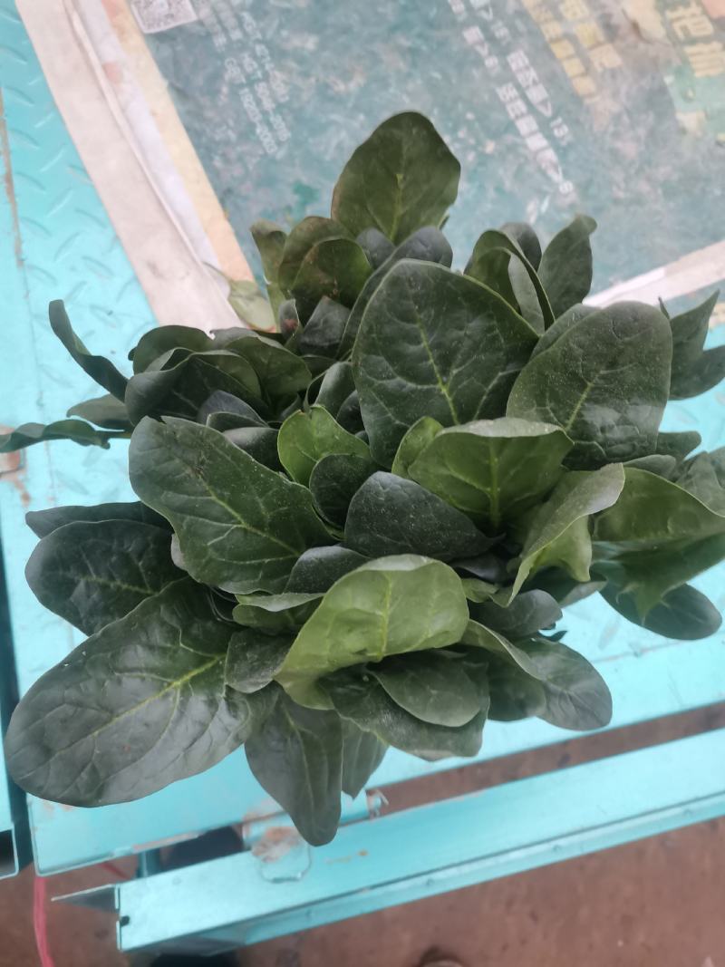 惠民菠菜大量上市
