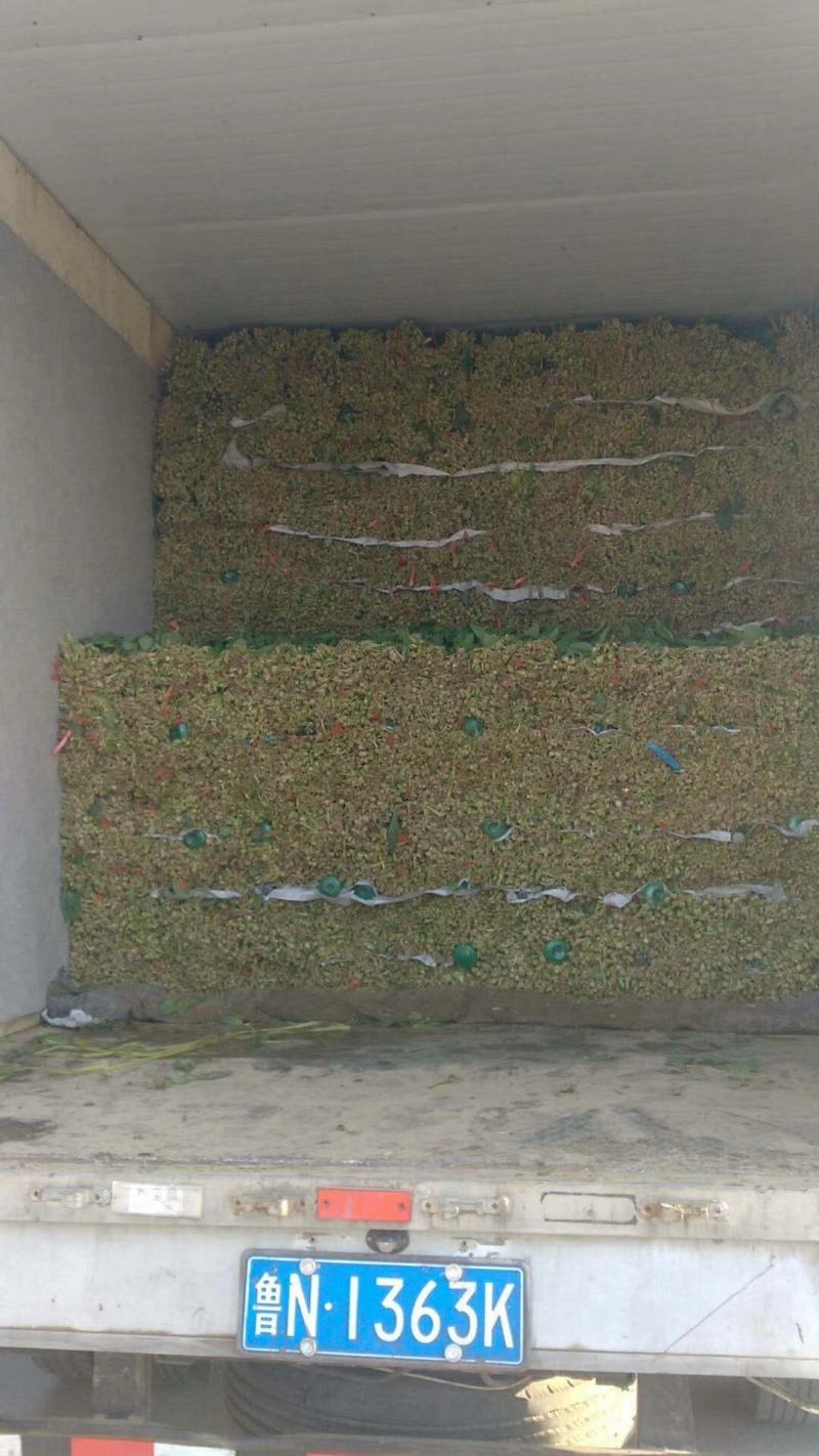 惠民菠菜大量上市
