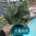 惠民菠菜大量上市