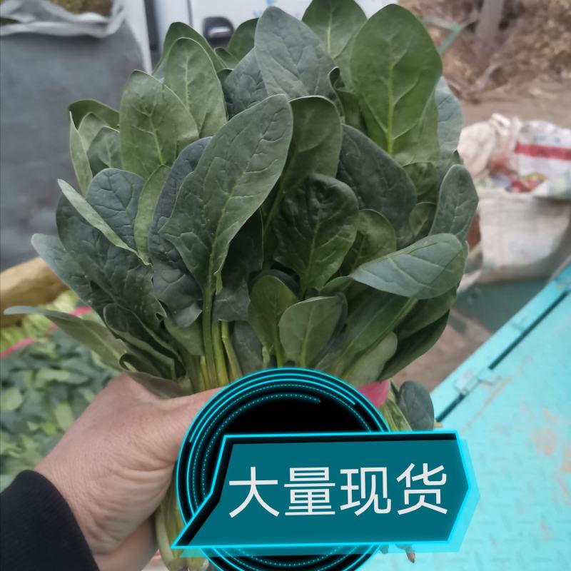 惠民菠菜大量上市