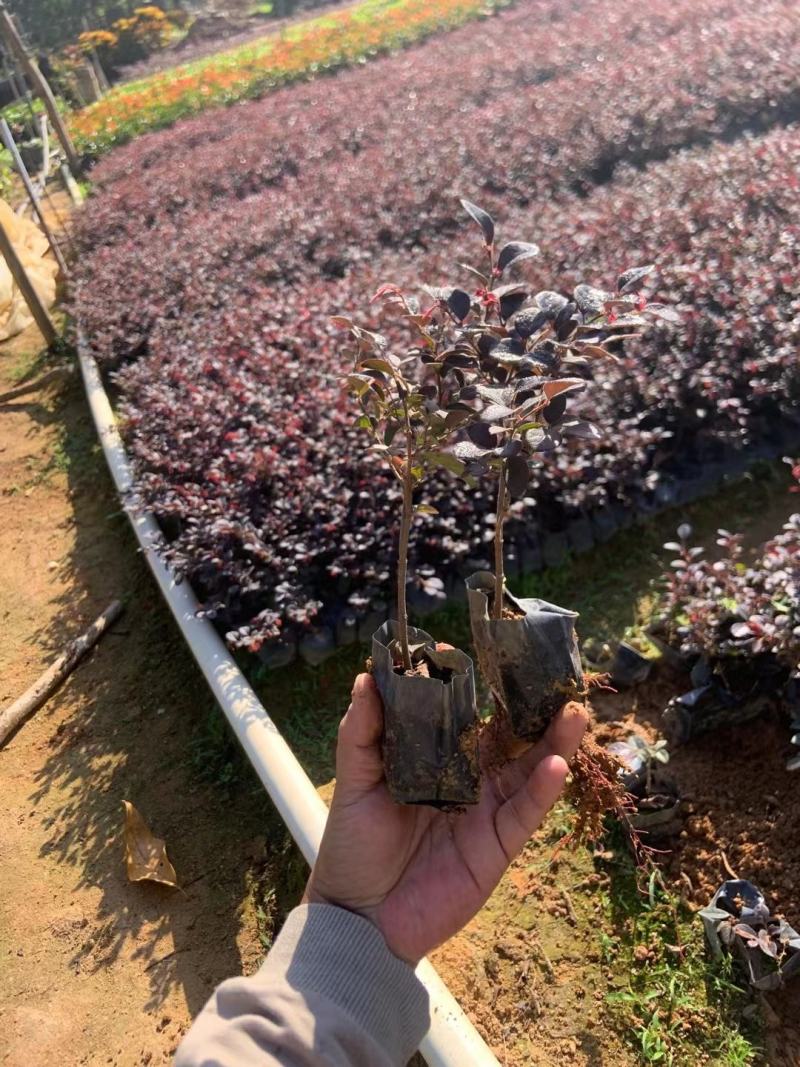 3斤袋红继木，跑量版，数量有限，要的从速