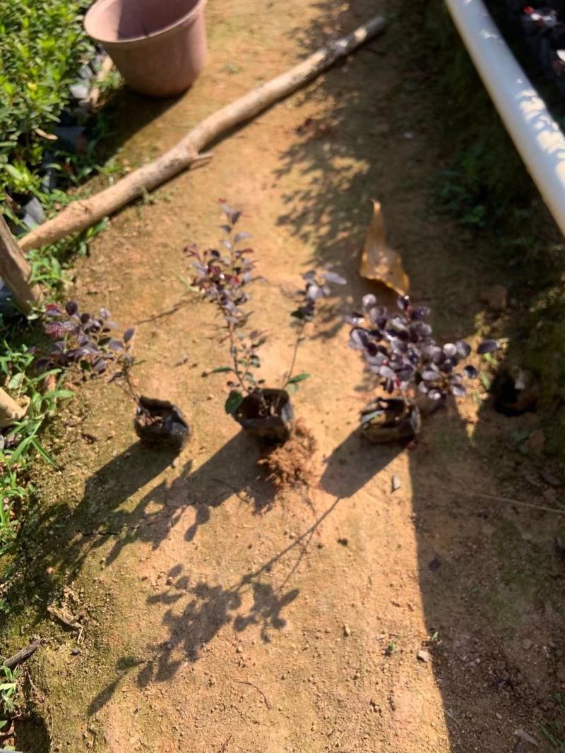 3斤袋红继木，跑量版，数量有限，要的从速