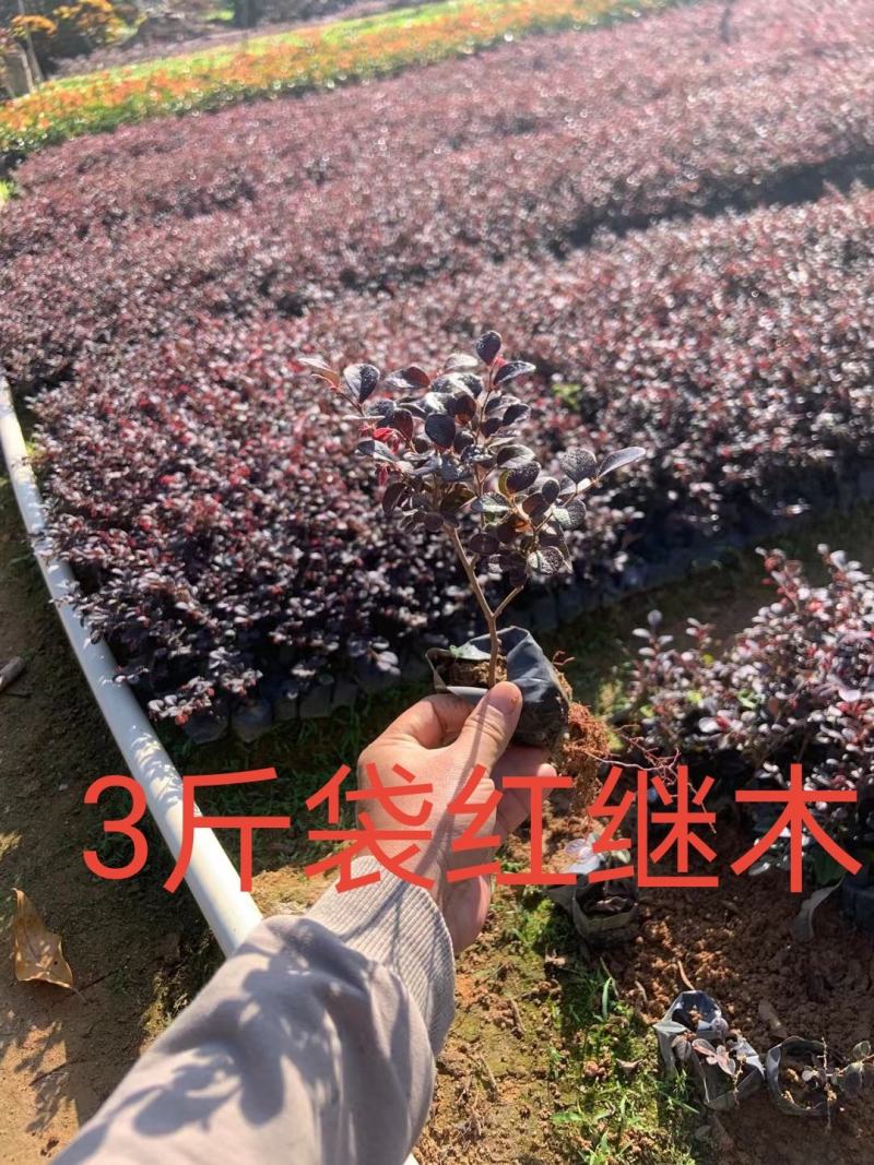 3斤袋红继木，跑量版，数量有限，要的从速