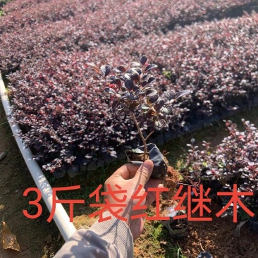 3斤袋红继木，跑量版，数量有限，要的从速