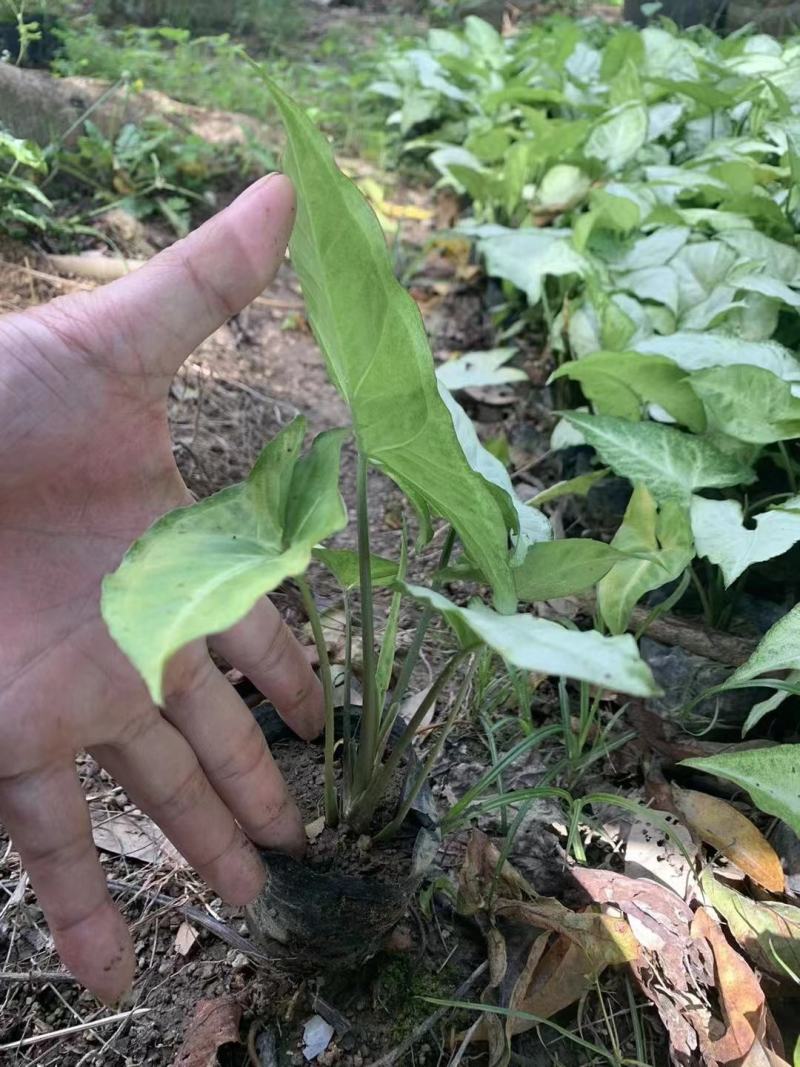 3斤袋白蝴蝶，合果芋，马蹄莲，数量有限