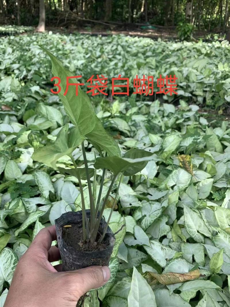 3斤袋白蝴蝶，合果芋，马蹄莲，数量有限
