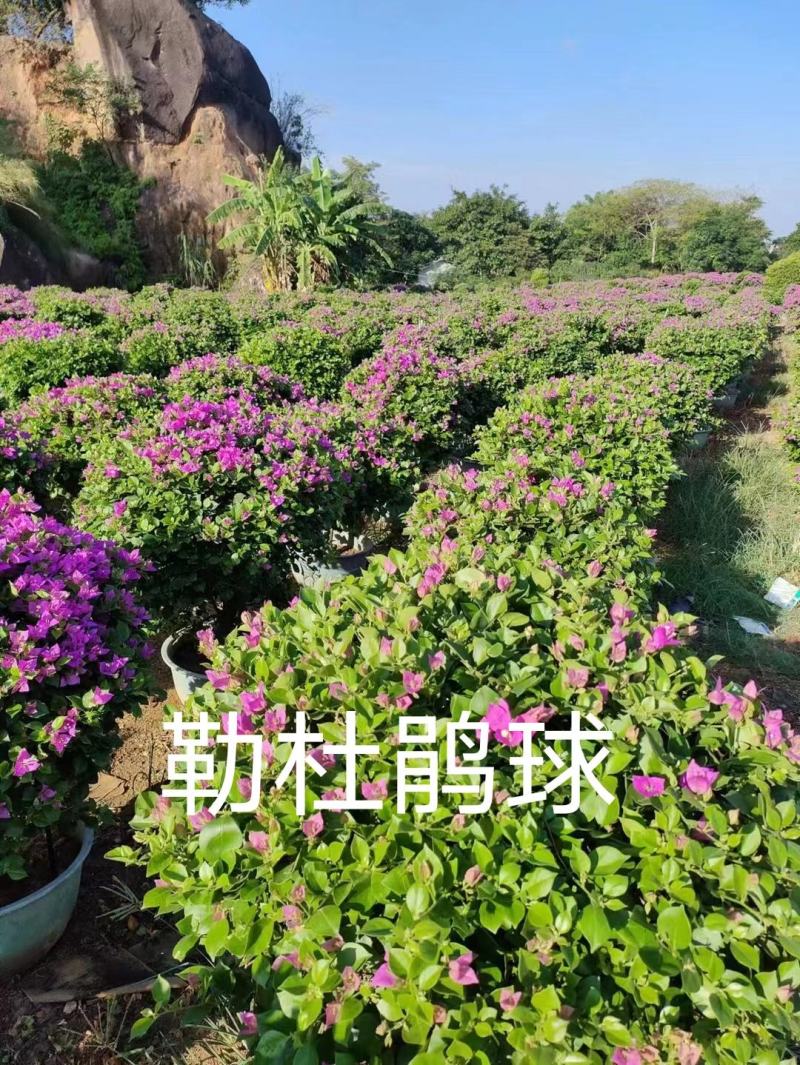 80—100高勒杜鹃球，基地直供，一手货源，看中从速