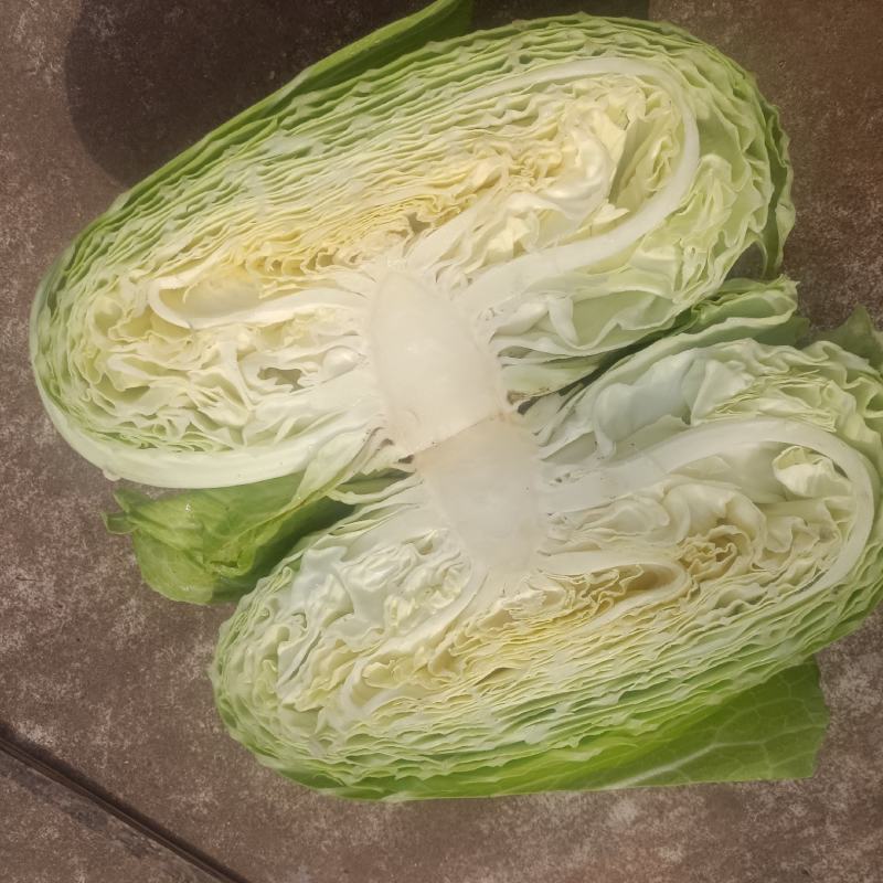 本地精品莲花白，个体大扁平，质量保证，价格实惠欢迎抢购