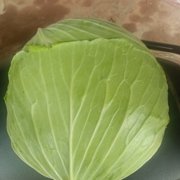 本地精品莲花白，个体大扁平，质量保证，价格实惠欢迎抢购