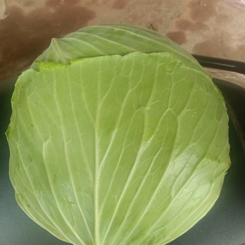 本地精品莲花白，个体大扁平，质量保证，价格实惠欢迎抢购