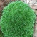 白发藓青苔苔藓盆景造型假山diy
