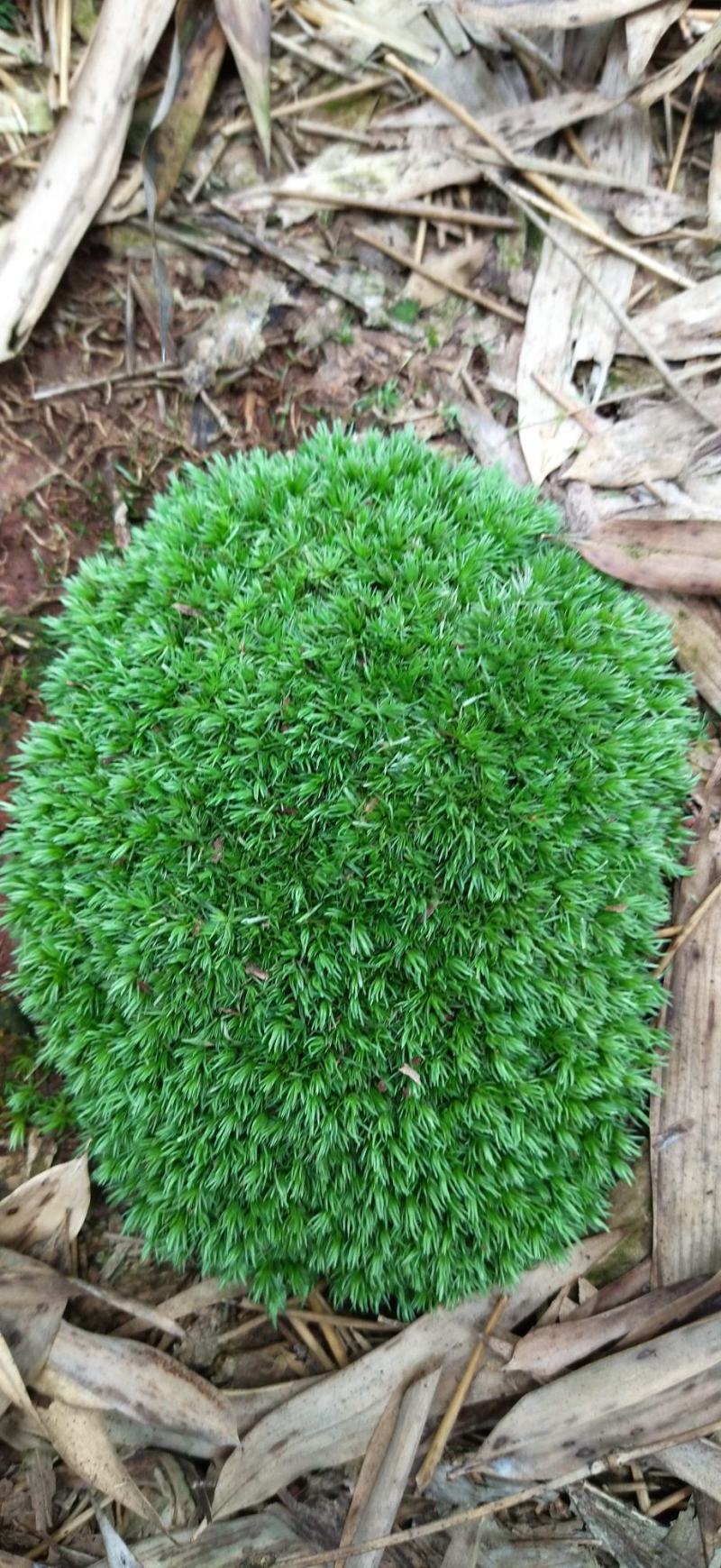 白发藓青苔苔藓盆景造型假山diy