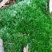 白发藓青苔苔藓盆景造型假山diy