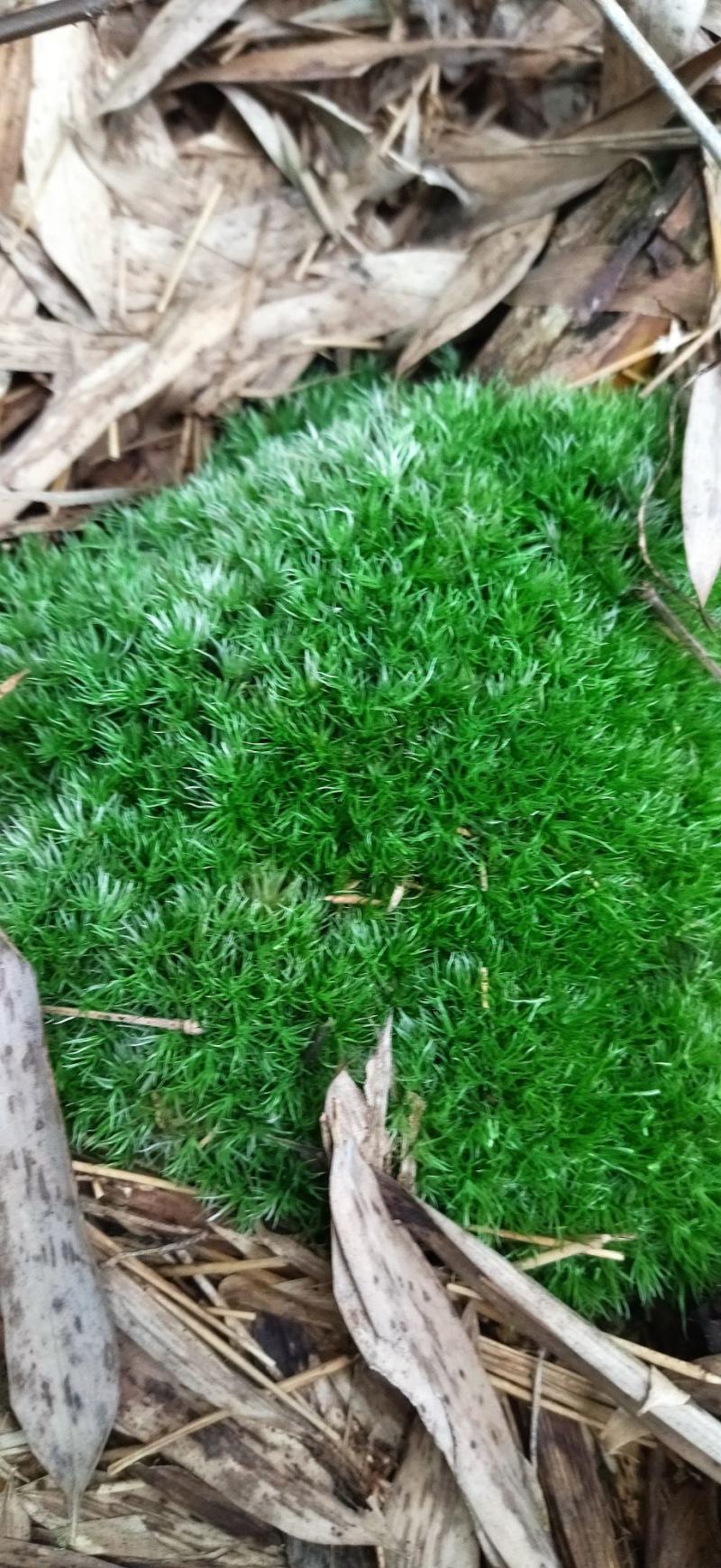 白发藓青苔苔藓盆景造型假山diy