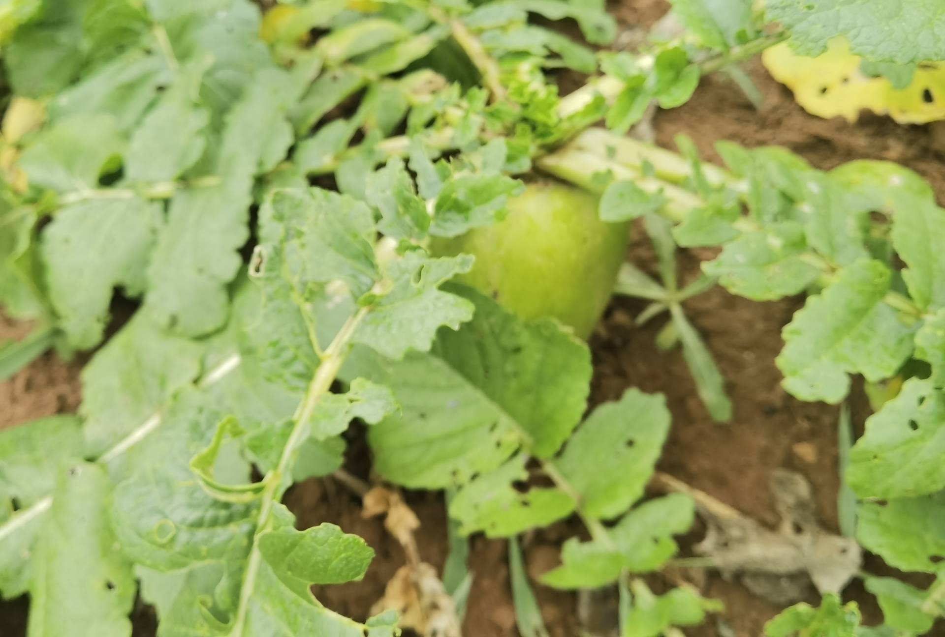水果萝卜在农田中生长的场景