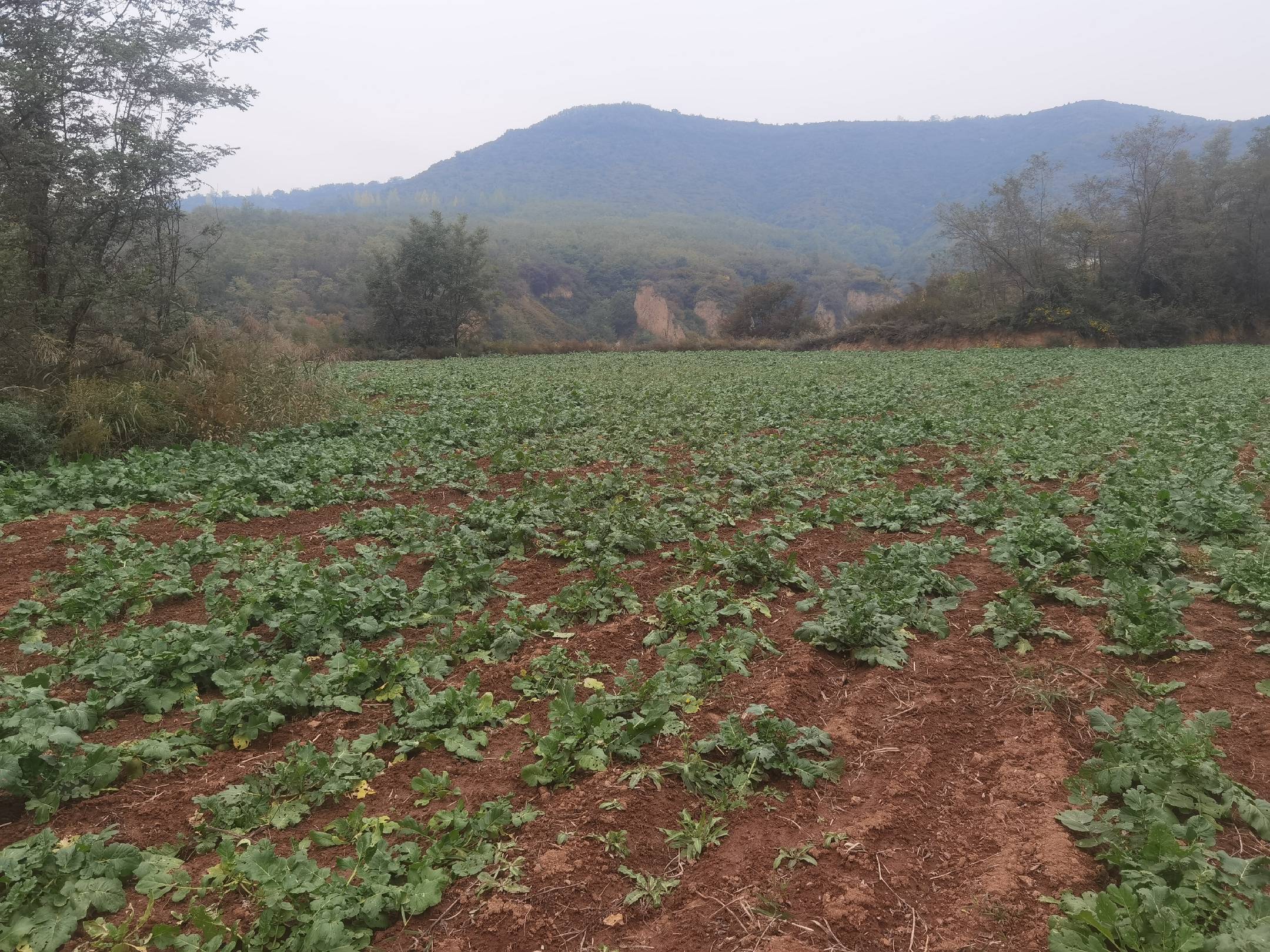萝卜田间生长情况