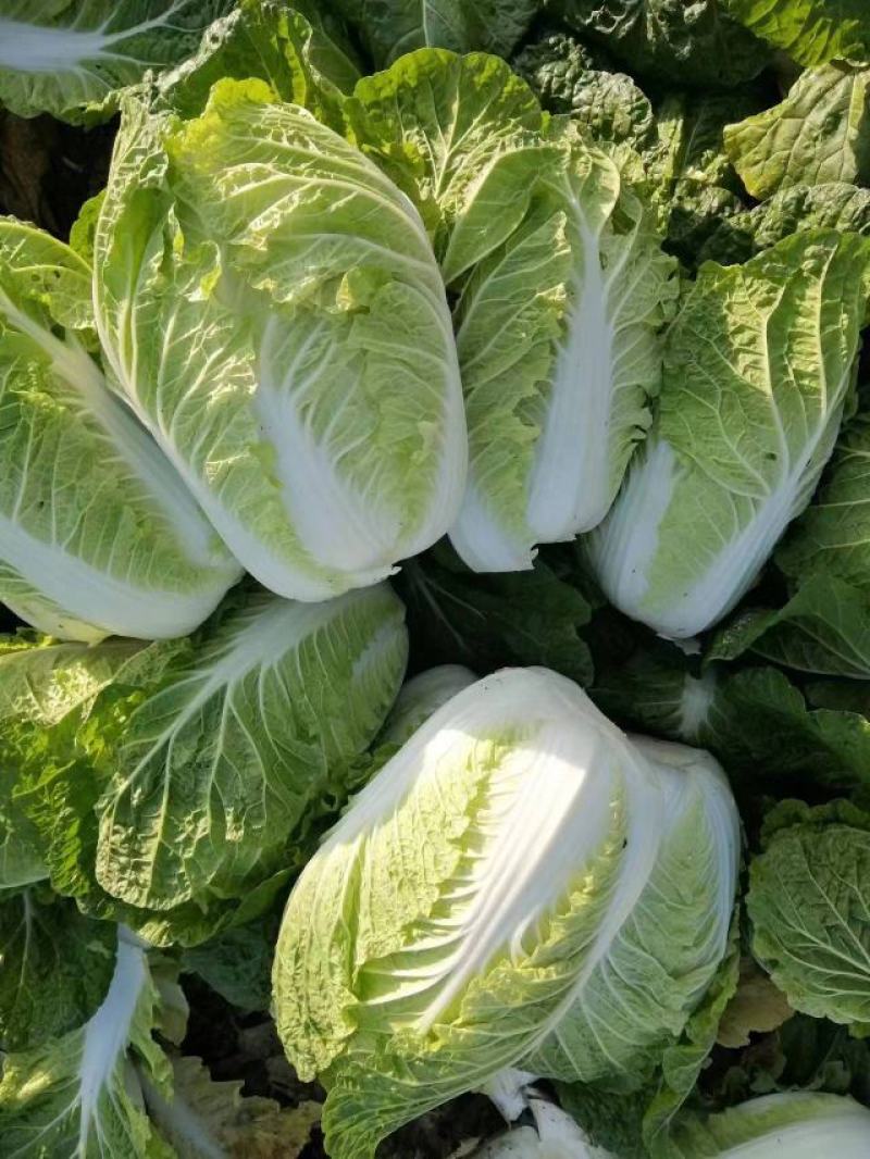 黄心大白菜玲珑黄大白菜大量新鲜上市黄心大白菜