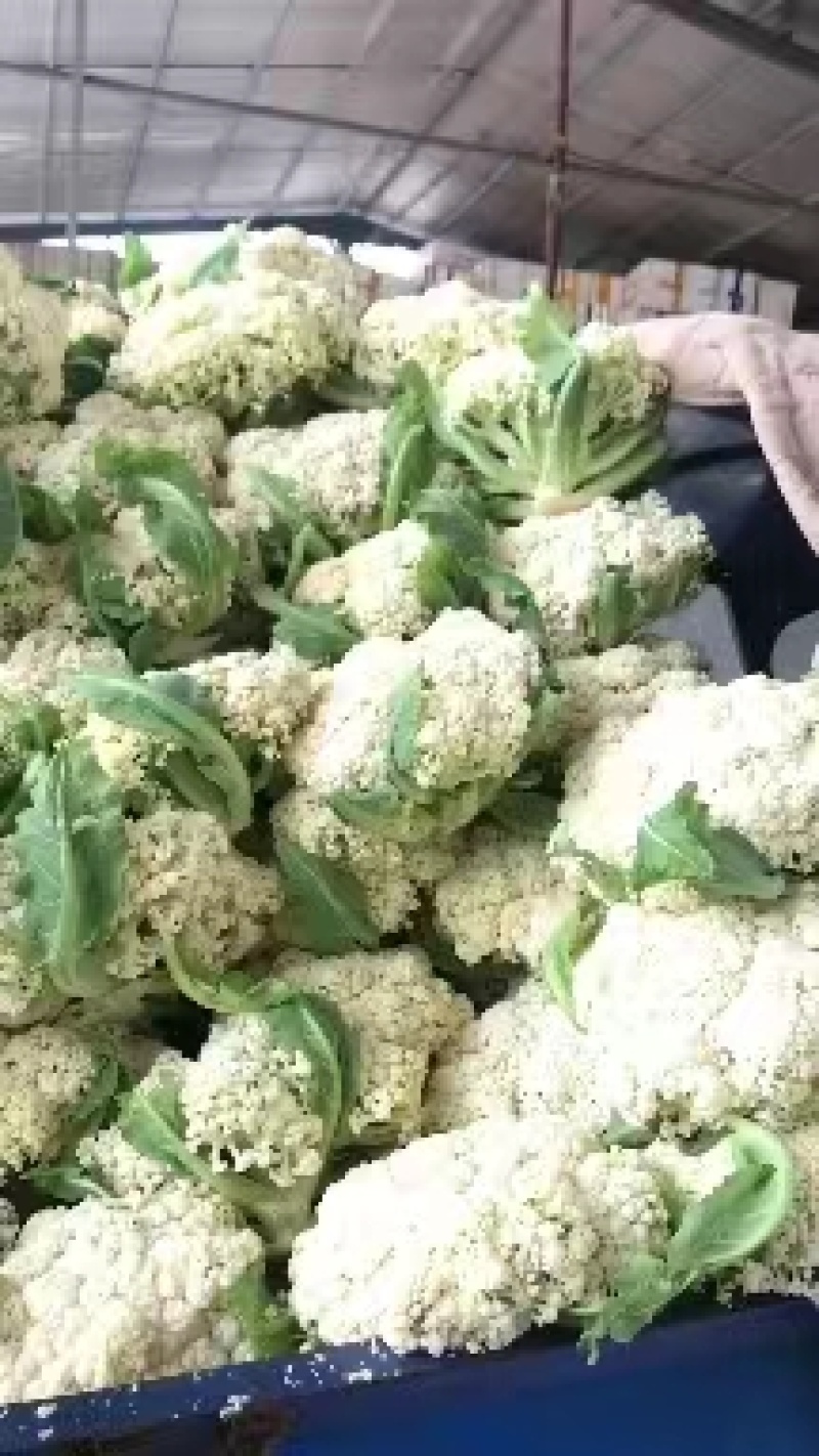 [精选]湖北荆州精品花菜有机花菜万亩基地一手货