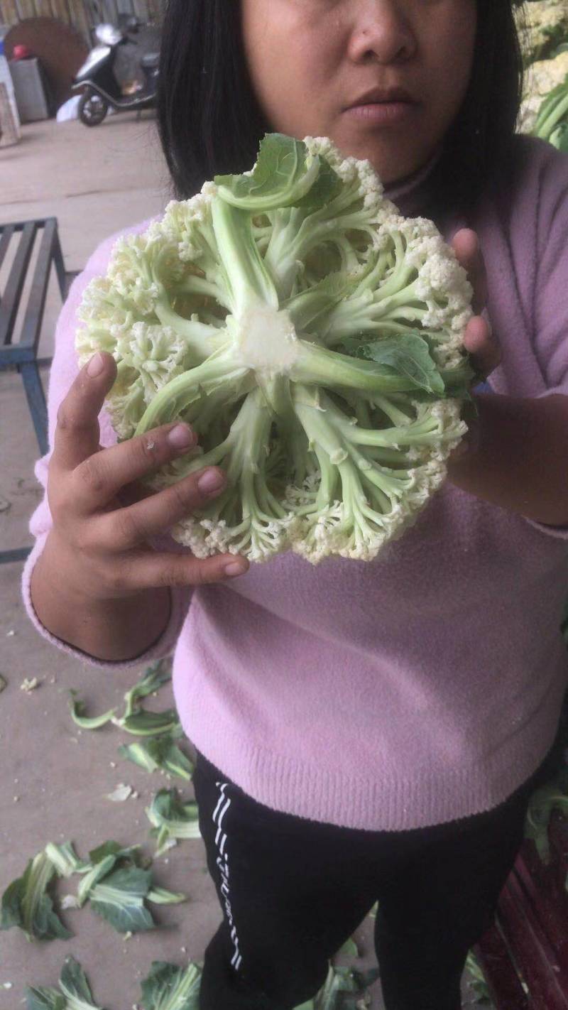 [精选]湖北荆州精品花菜有机花菜万亩基地一手货