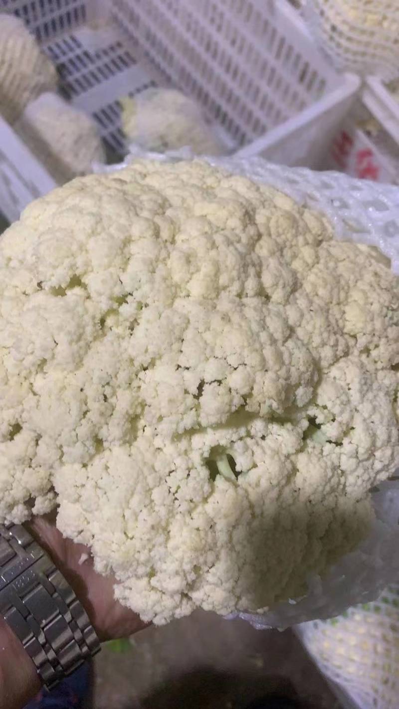 [精选]湖北荆州精品花菜有机花菜万亩基地一手货