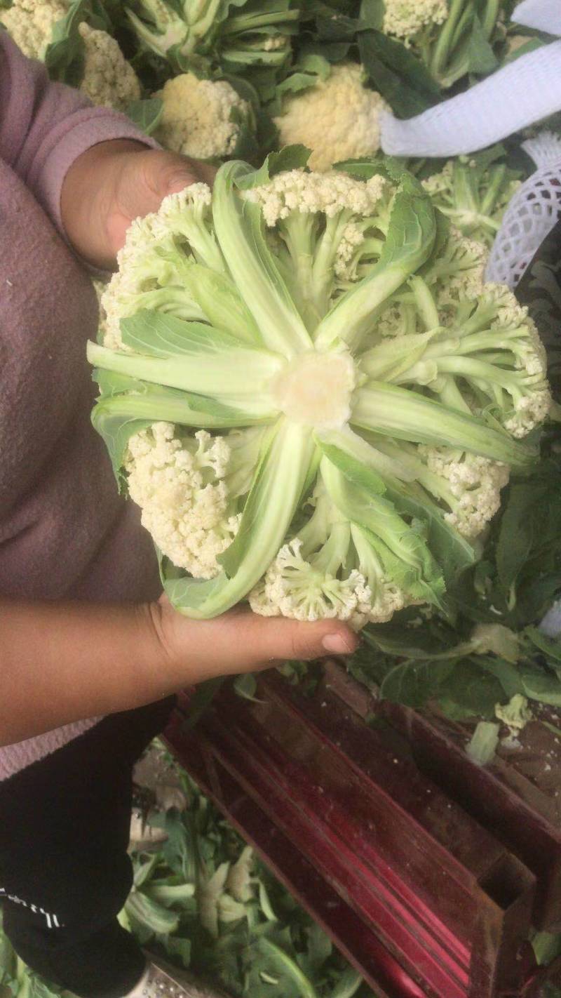 [精选]湖北荆州精品花菜有机花菜万亩基地一手货