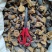 贵州铜仁野生药材生鲜个子虎杖段子或片子干品无杂质产地直发
