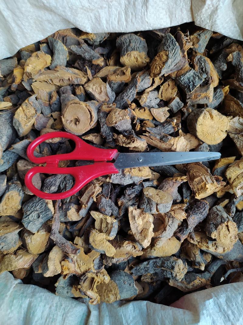 贵州铜仁野生药材生鲜个子虎杖段子或片子干品无杂质产地直发