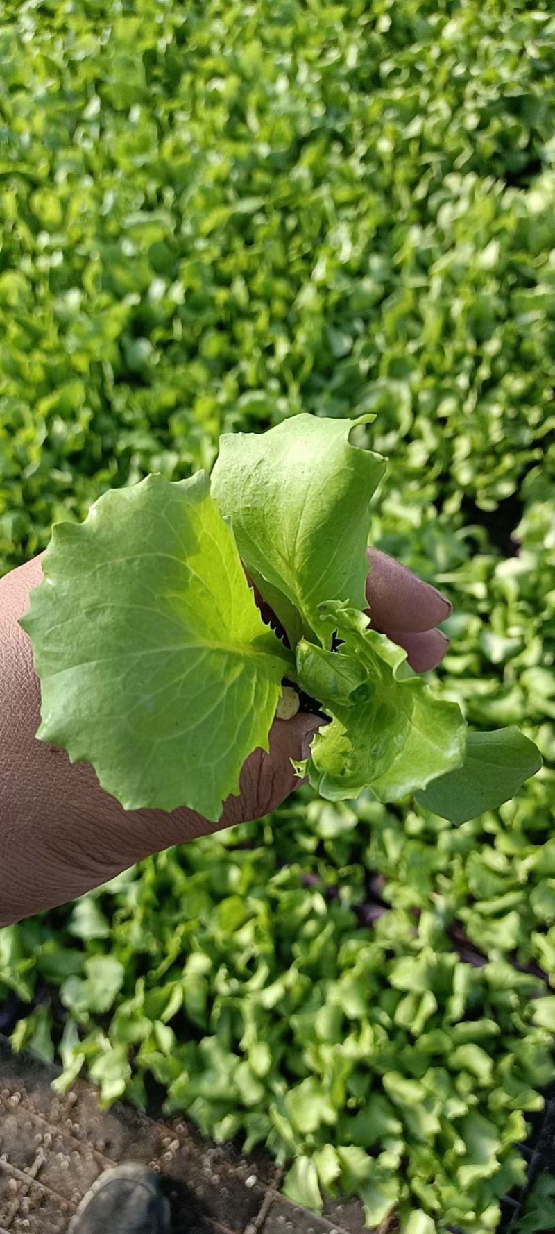 生菜苗结球生菜球生菜苗提供技术支持1