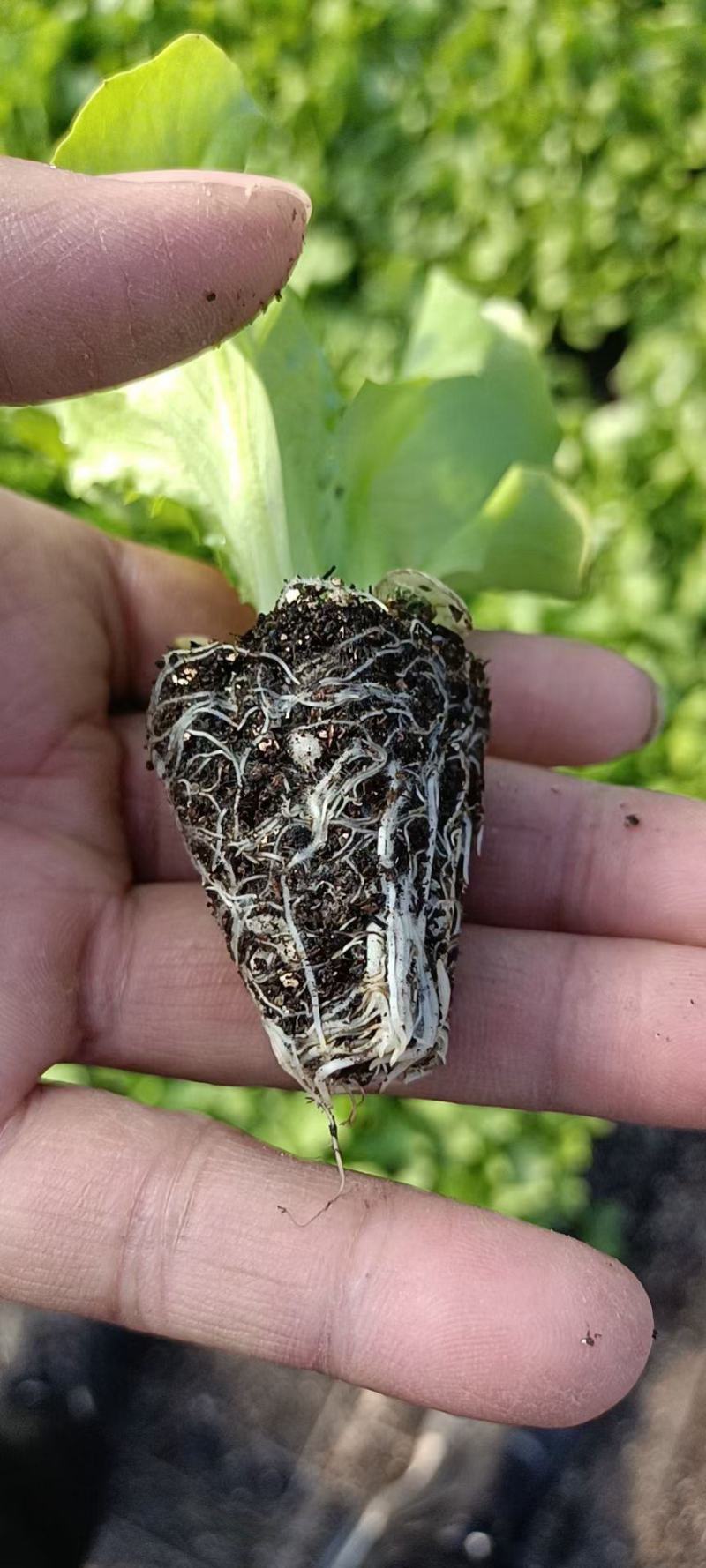 生菜苗结球生菜球生菜苗提供技术支持1