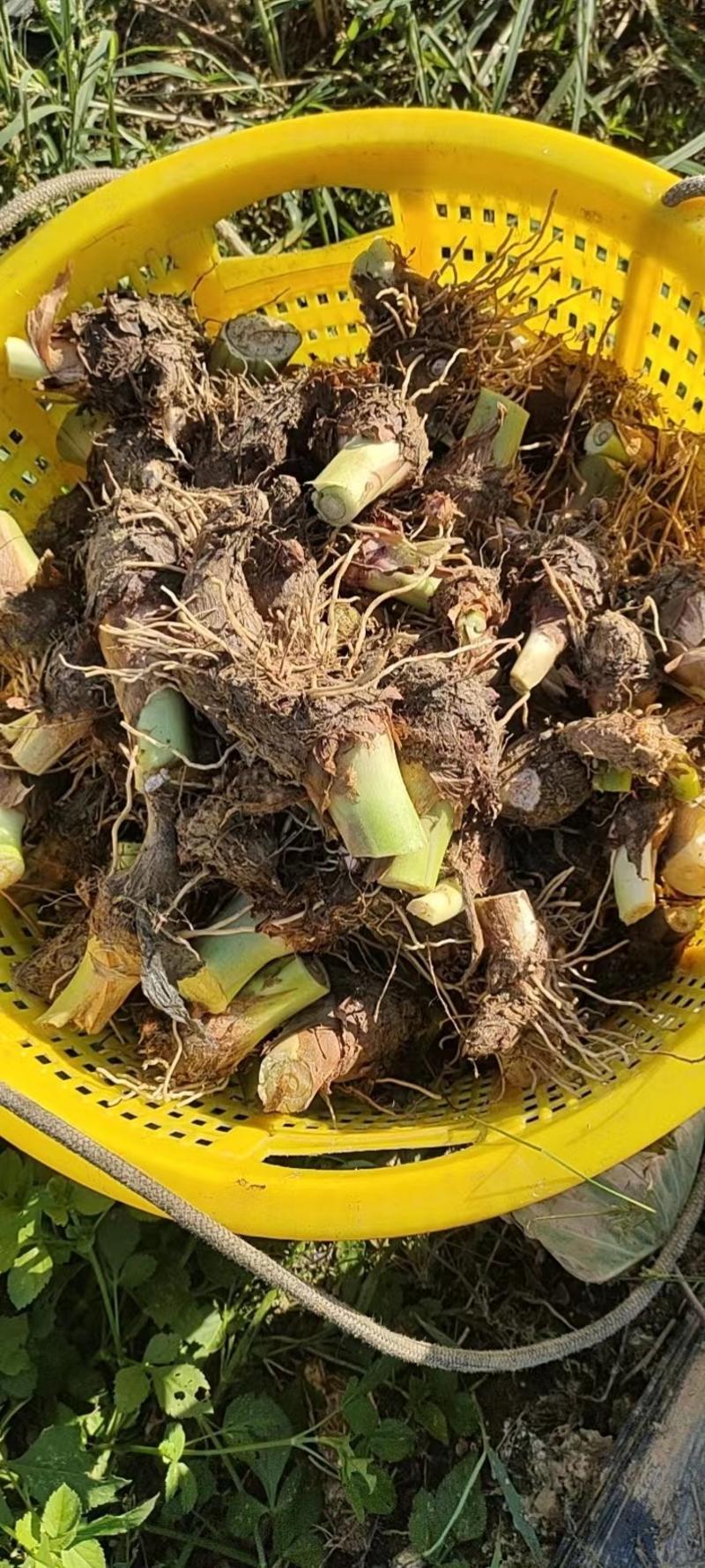 贺州荔浦芋种