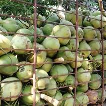 椰子，海南文昌东郊椰林的椰子
