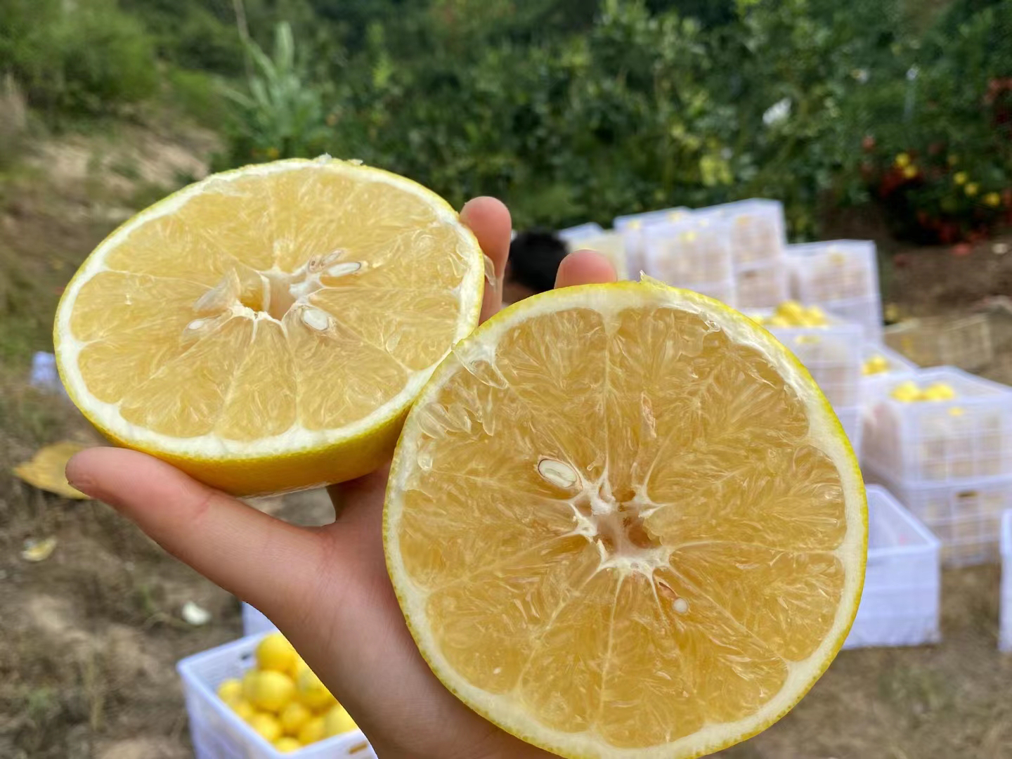 葡萄柚保存对比图
