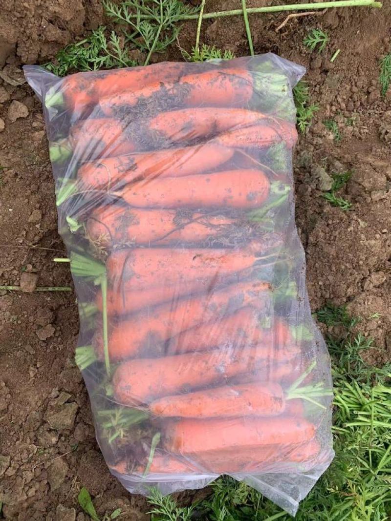 胡萝卜2两起通天3两起口土需要好货次货都可以