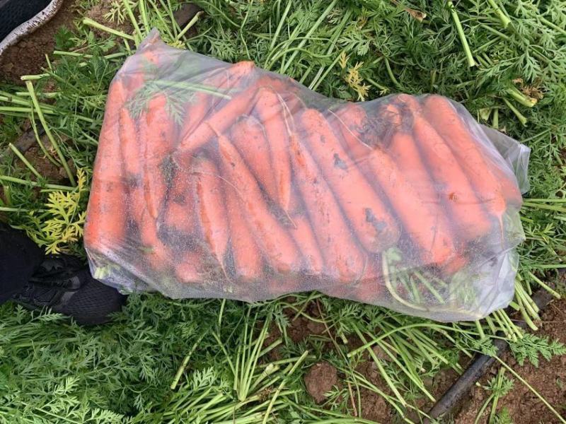 胡萝卜2两起通天3两起口土需要好货次货都可以