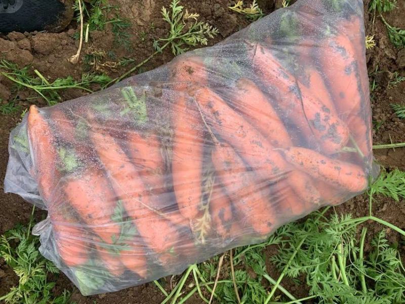 胡萝卜2两起通天3两起口土需要好货次货都可以