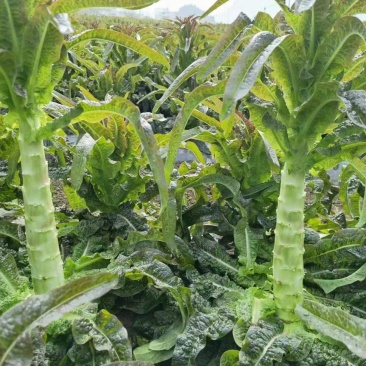 三百亩紫叶莴笋上市，需要的客户请联系洽谈