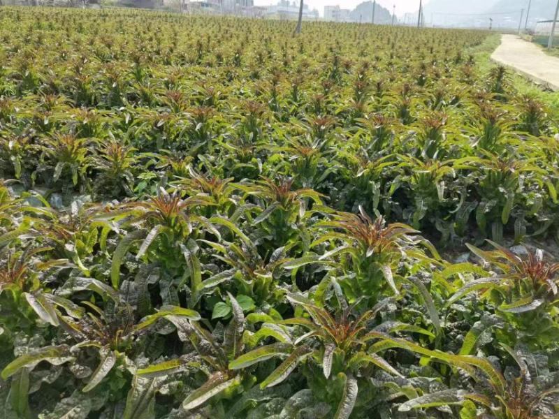 三百亩紫叶莴笋上市，需要的客户请联系洽谈