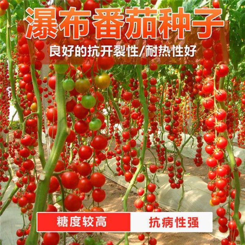 五彩小番茄种子籽多彩圣女果红黄绿紫色多彩番茄小菜园四季蔬