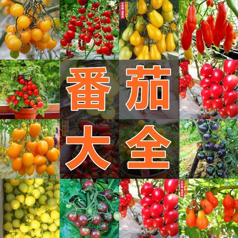 五彩小番茄种子籽多彩圣女果红黄绿紫色多彩番茄小菜园四季蔬