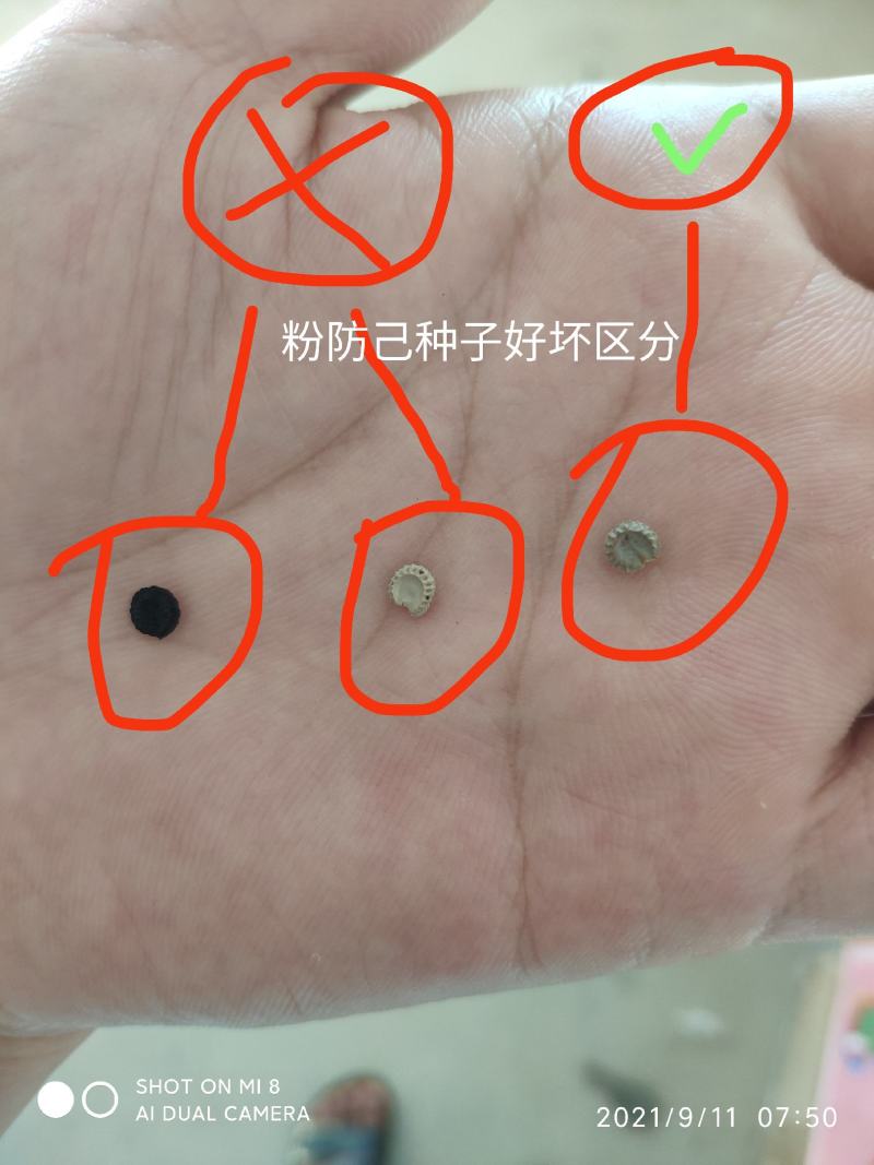 去皮阴干净籽，发芽95以上，提供育苗技术