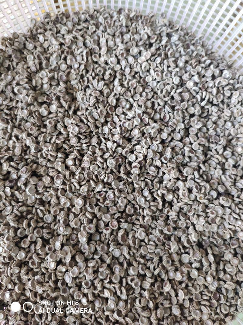 去皮阴干净籽，发芽95以上，提供育苗技术