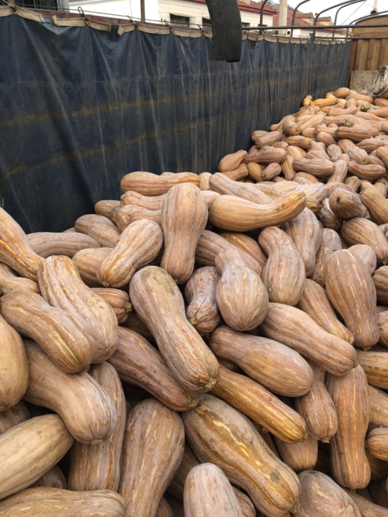 全黄南瓜HN金韩蜜本南瓜6斤以上大南瓜甜面养殖用老南瓜
