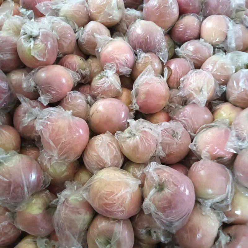 陕西前县摸袋苹果货源充足