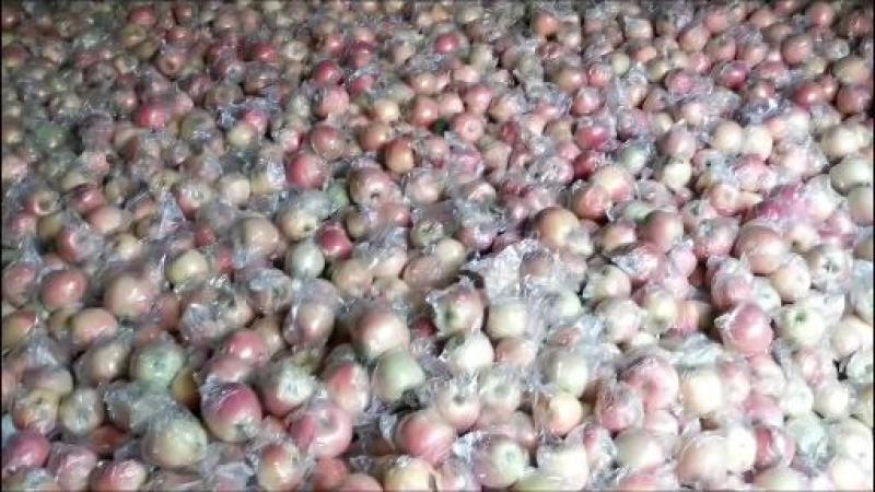 陕西前县摸袋苹果货源充足