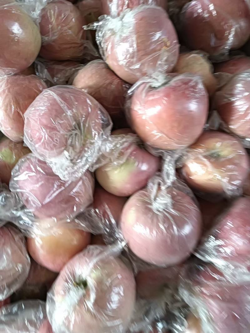 陕西前县摸袋苹果货源充足