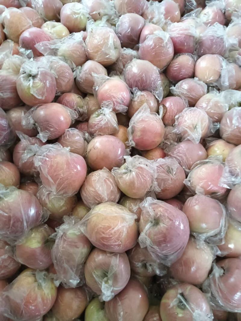 陕西前县摸袋苹果货源充足