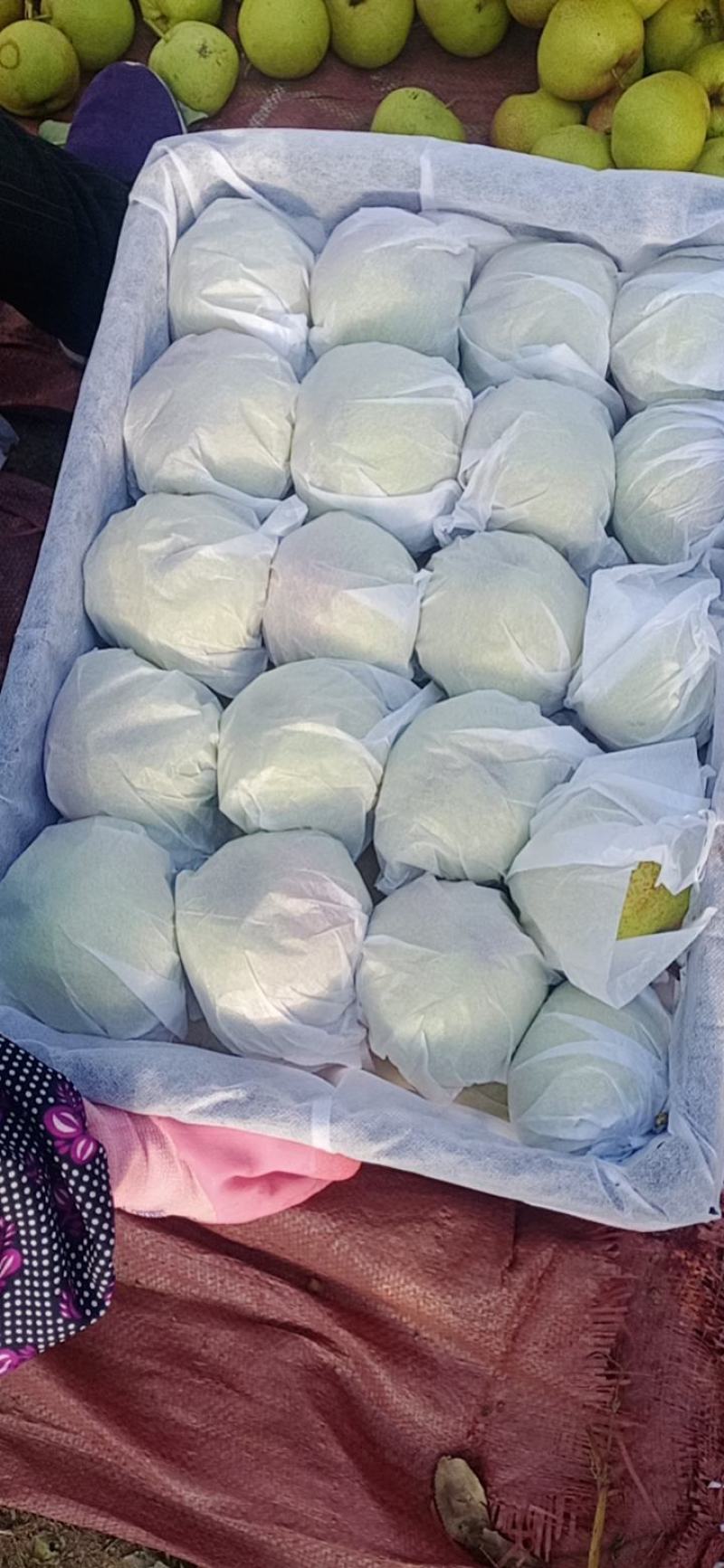 甘肃省张掖市民乐县，苹果梨