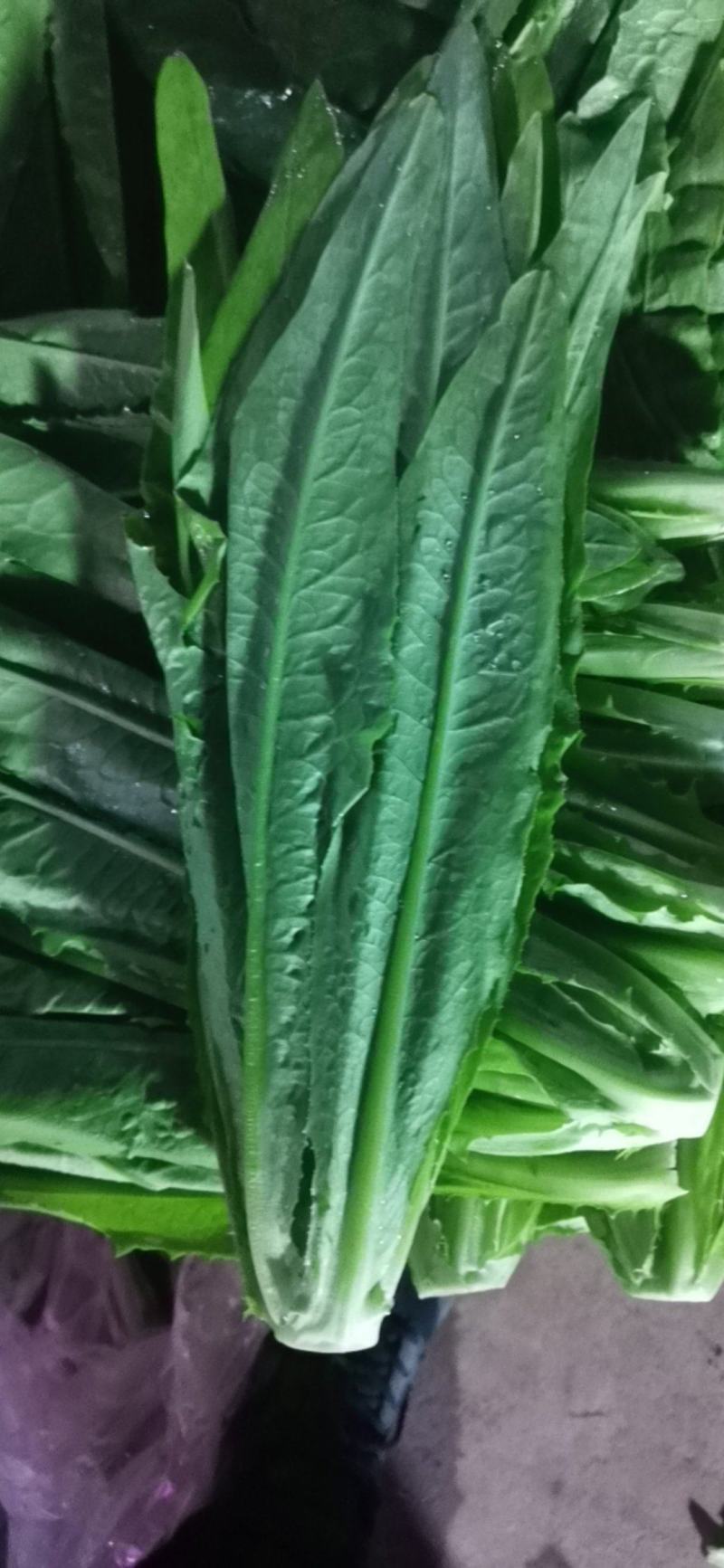 油麦菜